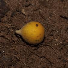 Image result for Dicranolepis