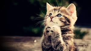 A study found that cats drink water gracefully, so if you have misophonia a.k.a. Hd Wallpaper Prayer Kitten Cat Animal Cute Brown Tabby Kitten Wallpaper Flare