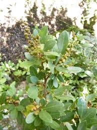 Image result for Searsia natalensis