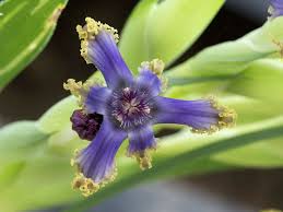 Image result for Ferraria glutinosa