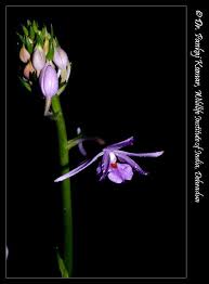 Image result for Calanthe sylvatica