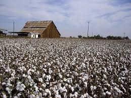 Beauty All Around Us Cotton Fields Farm Life Fields