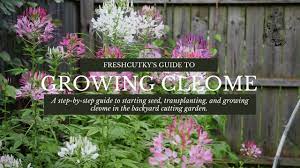 How To Grow Cleome Spider Plant From Seed Growing Cut Flower Garden Annuals Youtube