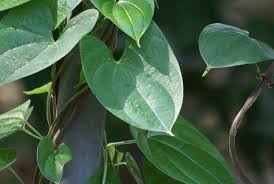 Image result for Dioscorea dregeana