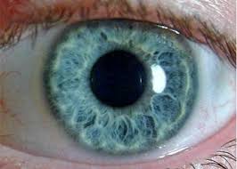 the pupillary pupil size normal and assessment perrla eyes