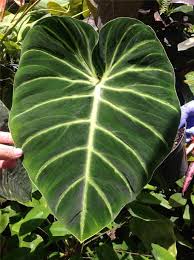 Philodendrons For Sale Philodendron Plants Unusual Plants