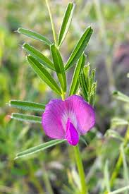 Image result for Kotschya