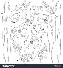 How to draw poppy flower tutorial video. Poppy Flowers Pap Ver Stems And Leaves Big Set Of Elements For Design Hand Drawn Vector Illustration Monochrome Poppy Flower Drawing Poppy Flower Poppies