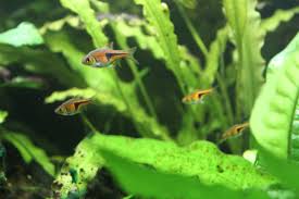 Image result for Heteromorpha sp. agg.