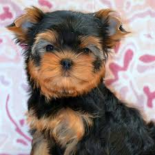Teacup puppies for sale, teacup puppies for sale near me,teacup yorkie puppies for sale,teacup pomeranian puppies for sale $250,tiny teacup puppies for sale, teacup dogs for sale,tea cup puppy,teacup puppies,rolly teacup puppies,teacup puppies for sale,teacup pomeranian puppies,teacup yorkie puppies paulspuppiesforsale.com minidogsandpuppies.com Parti Yorkie For Sale Georgia Yorkie Puppy For Sale Yorkie Puppies For Adoption Yorkie Puppy