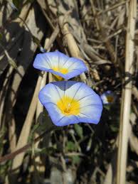 Image result for Convolvulus aschersonii