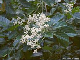 Image result for Hernandiaceae