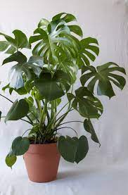 Monstera is a genus of 45 species of flowering plants in the arum family, araceae, native to tropical regions of the americas. One Of Our Favorites The Monstera Deliciosa Via The Sill Indoor Plants Plants House Plant Care