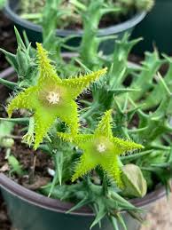 Image result for Orbea dummeri