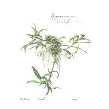 Image result for Angraecum conchiferum