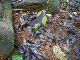 Image result for Brachystegia manga