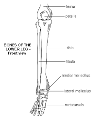 It is usually often called the calf bone, because it sits barely behind the tibia on the surface of the leg. Macro Structures Of Animals Bi Peds Lower Leg Bones Anatomy Bones Leg Bones