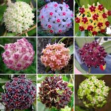 Image result for hoya plant flower