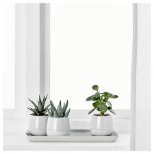 Succulent Pflanze Mit Ubertopf Grau Hol Dir Dein Lieblingsstuck Ikea Deutschland Sukkulente Topfe Ubertopf Ubertopf Grau