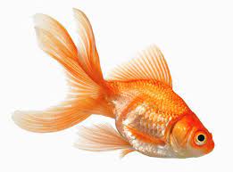 We did not find results for: Fancy Goldfish Art Print By Don Farrall