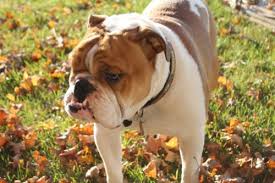 What Is The English Bulldog Lifespan Canna Pet