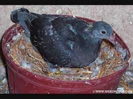 Day To Day Pigeon Growth Progress Youtube