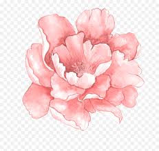 Logo red hot chili peppers. Watercolour Flower Art Watercolor Flowers Botanical Pink Watercolor Flowers Png Free Transparent Png Images Pngaaa Com