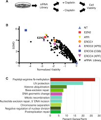 Packaged fans include a standard wall fan in a. Ezh2 Has A Non Catalytic And Prc2 Independent Role In Stabilizing Ddb2 To Promote Nucleotide Excision Repair Oncogene