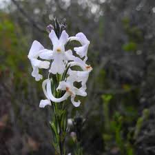 Image result for Chascanum