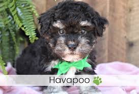 Find newfypoo dogs and puppies from ohio breeders. Akc Puppies For Sale Kate S Puppies In Ohio
