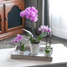 Indoor flowering plants home depot. Indoor Plants The Home Depot Indoor Flowering Plants House Plants Indoor Indoor Plants