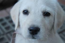 They will be 8 weeks and ready for new homes february 6th. F1 White Labradoodle Puppies Akc Ch Lines Available Now For Sale In Redlands California Classified Americanlisted Com