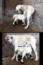 Guzel Haber Yavru Kuzular Kangal Cinsi Kopek Boncuk Tan Sut Emmeye Basladi Http Fotogaleri Ntvmsnbc Com Galeri Aspx Galleryid 9696 0 Kopek