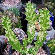 Image result for Euphorbia persistentifolia