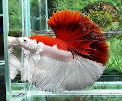 We did not find results for: 260 Ide Cantiknya Ikan Ikan Hias Ikan Ikan Akuarium Akuarium