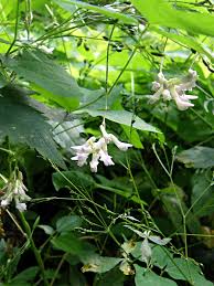 Image result for Amphicarpaea