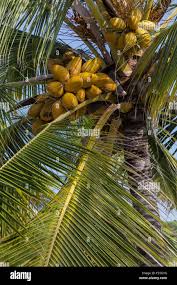 Image result for Cocos nucifera
