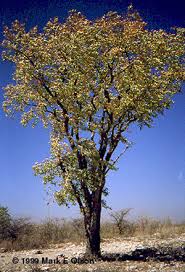 Image result for Colophospermum mopane