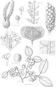 Image result for Hymenocardia