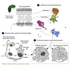 Mesenchymal cells beneath cornification of the fetal epithelium and epidermis at the face1 fetal development of the face involves a specific type of cornification in which keratinocytes provide a mass. Single Cell Resolution Of Lineage Trajectories In The Arabidopsis Stomatal Lineage And Developing Leaf Sciencedirect