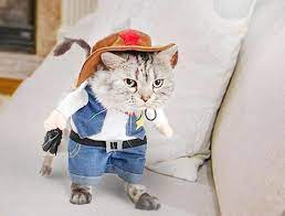Do you want a cat with a cowboy hat? West Cowboy Cat Costume And Hat For Halloween Catsegory