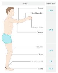 Image result for Reflex Exam