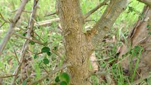 Tak hanya sebagai makhluk hidup, ternyata pohon juga memiliki peran penting untuk menjaga kelestarian alam dan sebagai penopang berbagai sendi kehidupan di bumi. Tanaman Sisir Tanaman Untuk Bonsai Dan Batik