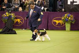 How to groom a winner. How To Watch The 2020 Westminster Kennel Club Dog Show