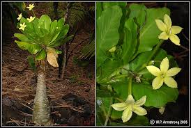 Image result for Alinula sp.