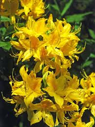 Even The Dullest Days Brighten With A Pop Of Gold And Yellow Flowers Add These Cheery Choices To Your Garden Design Fragrant Plant Plants Patio Flowers