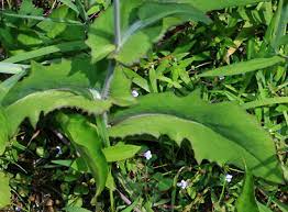 Emilia fosbergii is a perennial herb that pops up in my yard every year. Emilia Fosbergii Florida Tasselflower Flora S Paintbrush Hawaiian Plants And Tropical Flowers