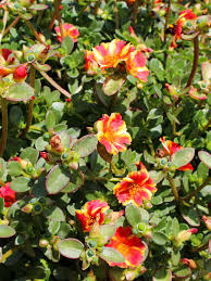 Image result for Portulaca