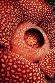 5 Of The World S Most Unusual Plants Unusual Plants Unique Plants Single Flower