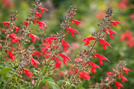 Image result for Salvia coccinea